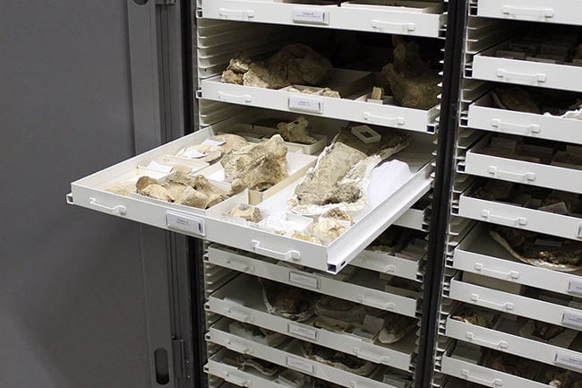 Fossil Artifacts Stored in Museum Cabinets with Drawers