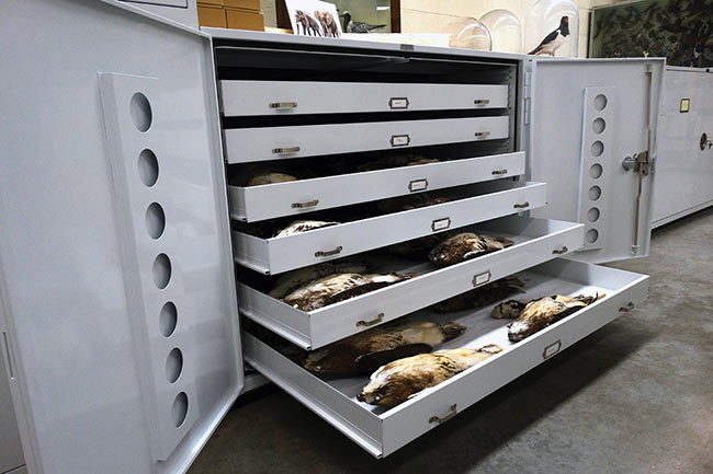 Ornithological Collections Stored in Museum Cabinets