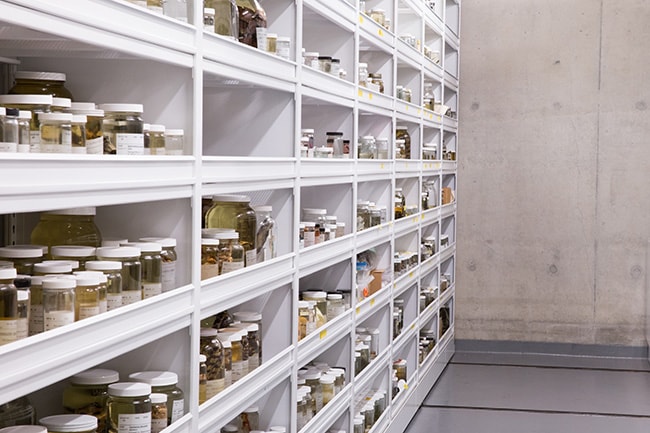 Static Shelving Storing Biological Samples